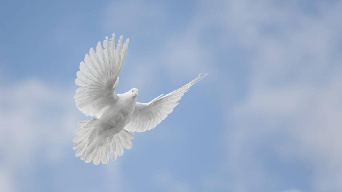 Witte duif als symbool van de Heilige Geest